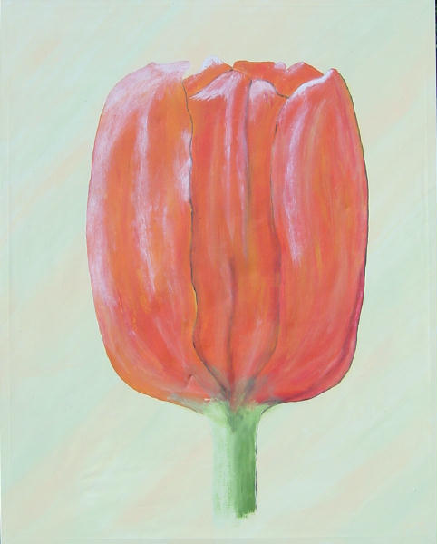 Tulpe rot